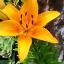 남편 요리 강습 / 홍다선 이미지