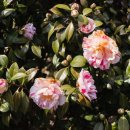 미스동백 이미지