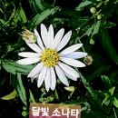 청춘(靑春) / 사무엘 울만 이미지