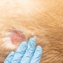 혜화동물약국 이미지