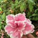 (주)보성허브 이미지