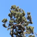 소나무풍경 이미지