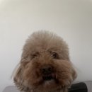 와니살롱