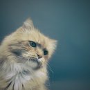 개청순한고양이 이미지