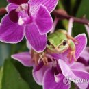 청개구리 이미지