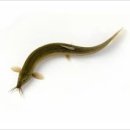 길상초등학교 이미지