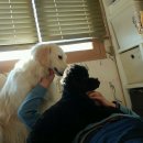 아지랑양이 이미지