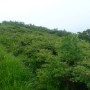 대불리목장 이미지