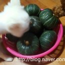 윤희농장 이미지