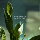 평온 Daum카페