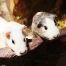 테이블에이 이미지