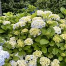 남구마을 | 울산 남구 장생포 수국축제 개막식 후기 고래문화마을