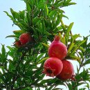 &#39;식초 활용&#39; 집안 청소 생활꿀팁 10가지 이미지