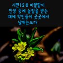 ♧시편12:1~8(다윗의 시,인도자를 따라 여덟째줄에 맞춘 노래) 예쁜 들꽃(야생화)과 함께 이미지