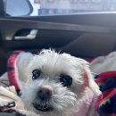 동인동물메디컬센터 이미지