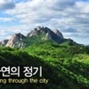 소나무숲길 이미지