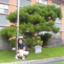 배양초등학교 이미지