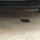 애니카랜드 동춘점 이미지