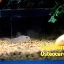 오스테오인 이미지