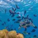 산호동물병원 | 해외 여행자보험 가입 비교 싼곳 추천 단기 휴양지 투어모즈