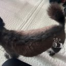 (주)엘피스 | [엘피스 부스터 한 달 사용 후기🐶✨] 장모 치와와! 곰팡이성 피부염에도 효과본 강아지 털관리 미스트 추천