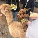 포지 피티 스튜디오 이미지