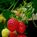 꼭지내농장 이미지