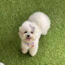 개린이날 | 런앤모어 애견카페 개린이날 방문 후기