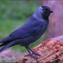 통나무펜션A 이미지