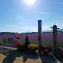 임꺽정 활동지 철원 고석정의 꽃밭 축제 (한탄강잔도 탐방후,22.10.13.목) 이미지