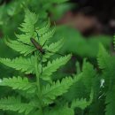 비단지음 이미지