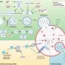 Re: Protein clearance strategies for disease intervention 이미지