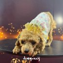 베일리펫케어 | [청주] 2026 케이펫페어 후기 | 강아지랑 다녀온 솔직 리뷰