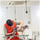 베스트 의정부 애견 미용학원 이미지