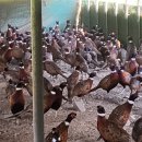 대장군농장 이미지