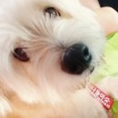 해피플레이스 애견펜션 이미지