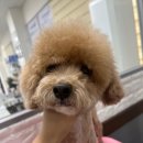 스프링댕댕 이미지