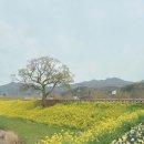 전라병영성 하멜기념관 | 4월 유채꽃은 여기! 전라병영성 유채꽃 만개 현황 (+하멜기념관)