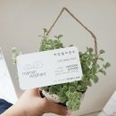 마망 엘리펀트 이미지