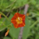 용풍 Daum카페