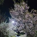 바이올린(중급) 이미지