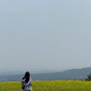 대정가든 | 제주도1 (통일가든, 오드랑베이커리, 폭싹속았수다 촬영지 청보리밭, 대정로스터리카페, 토끼트멍 무늬...