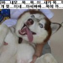 스와 이미지