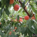 빅토리농장 이미지