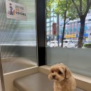 닥터펫동물의료센터 | 닥터펫동물의료센터; 병원이전
