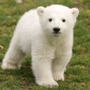 아기 북극곰 크누트 기억나세요?…母子의 비극 이미지