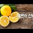 레몬라이프 이미지