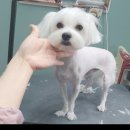 스담멍스 이미지