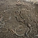 고탄교아래 이미지