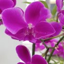 현대자동차 연지점 이미지